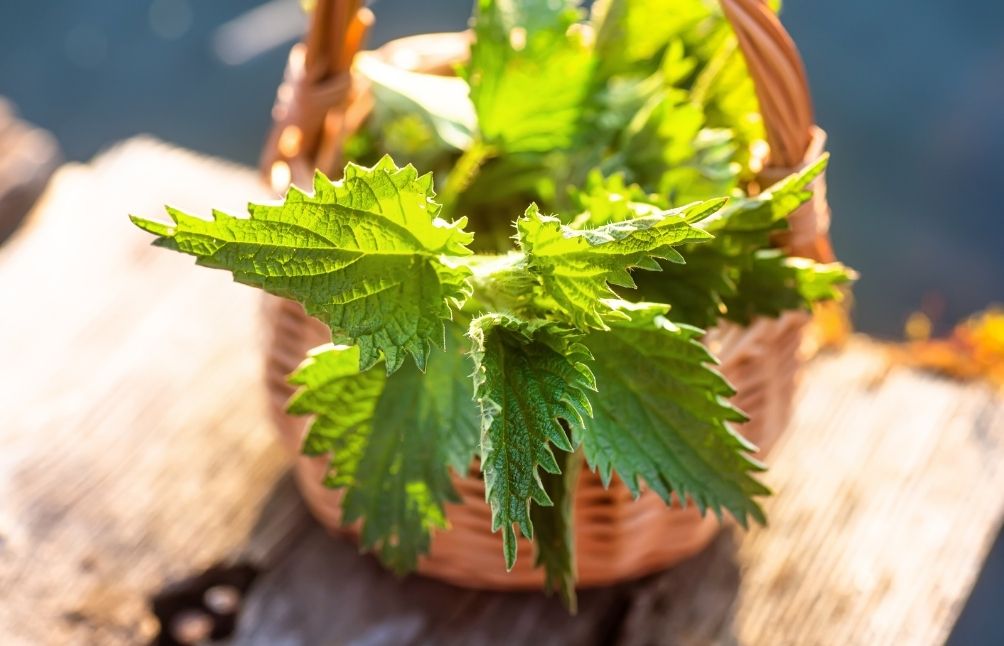 how-to-harvest-nettle