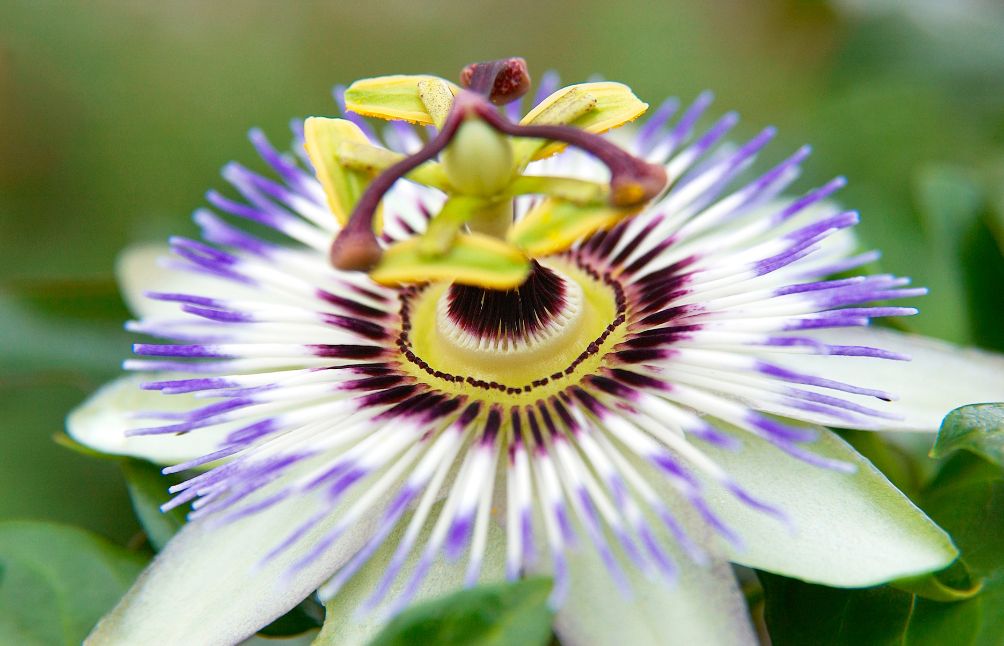 passion-flower-for-sleep