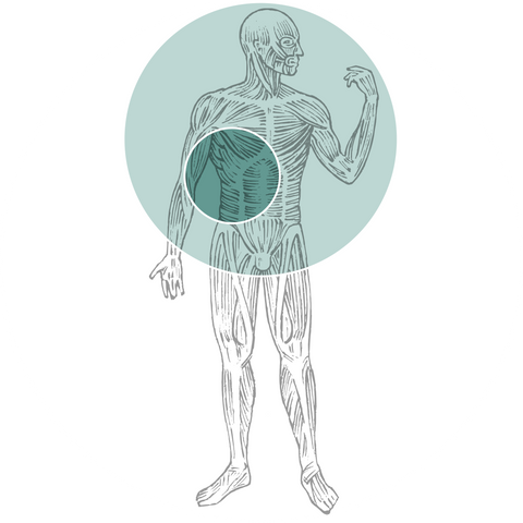 Liver Bitters- Targets and Supports