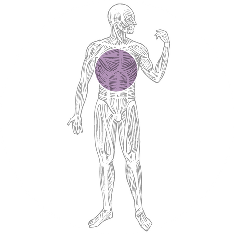 Chest Tonic; Targets and Supports