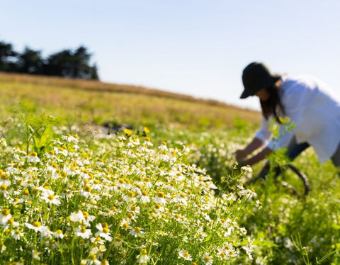 best-herbal-medicine-books-to-read