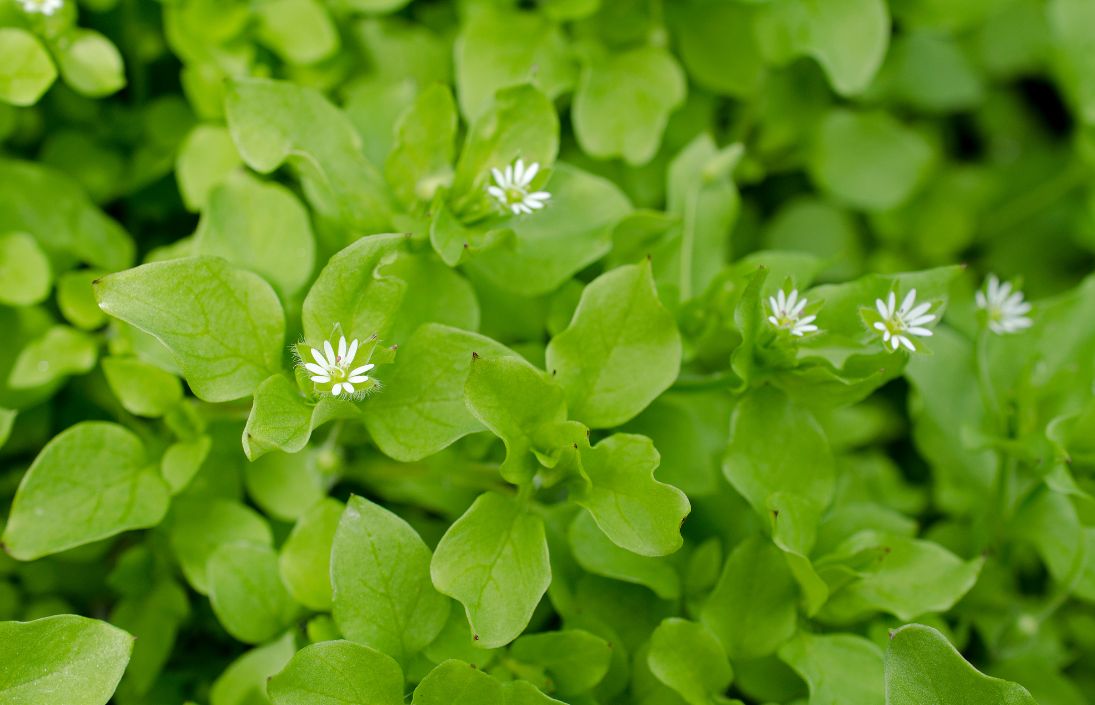 chickweed-new-zealand-edible-plants