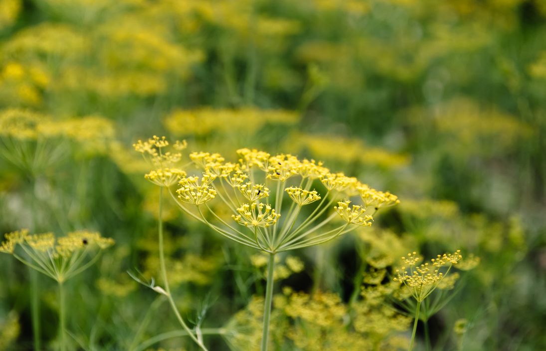 fennel