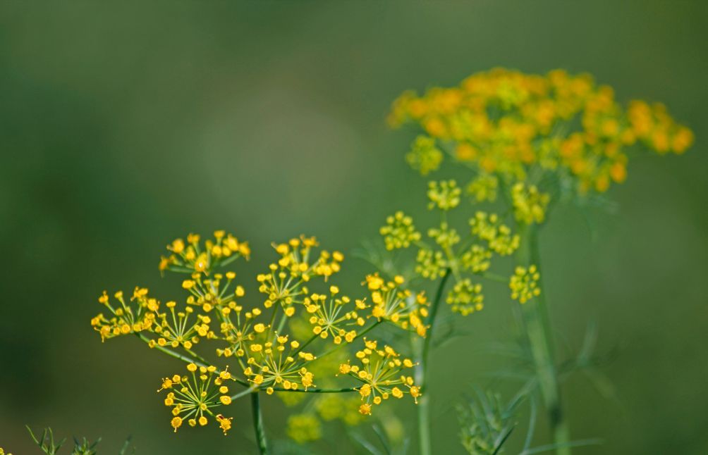 wild-fennel