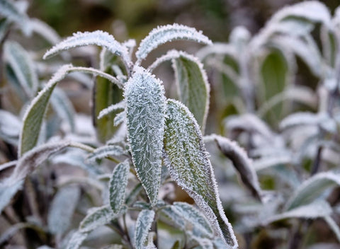 sage-winter-herb