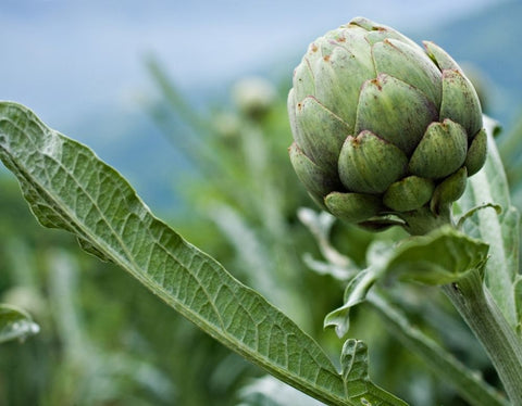 globe-artichoke