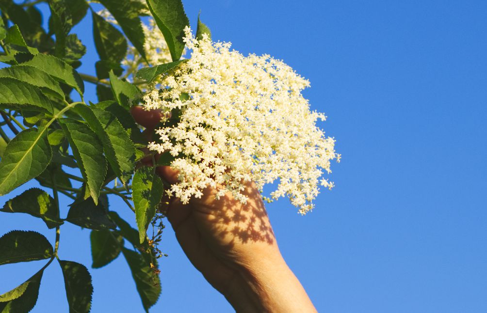 picking-elderflower