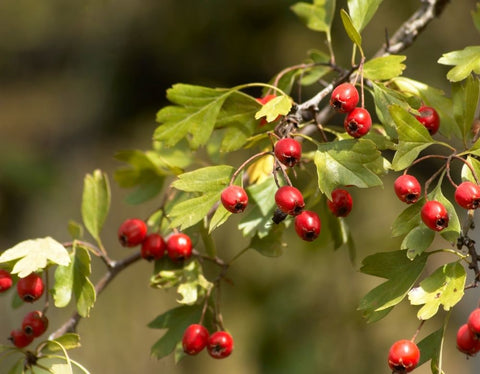 wild-harvested-hawthorn