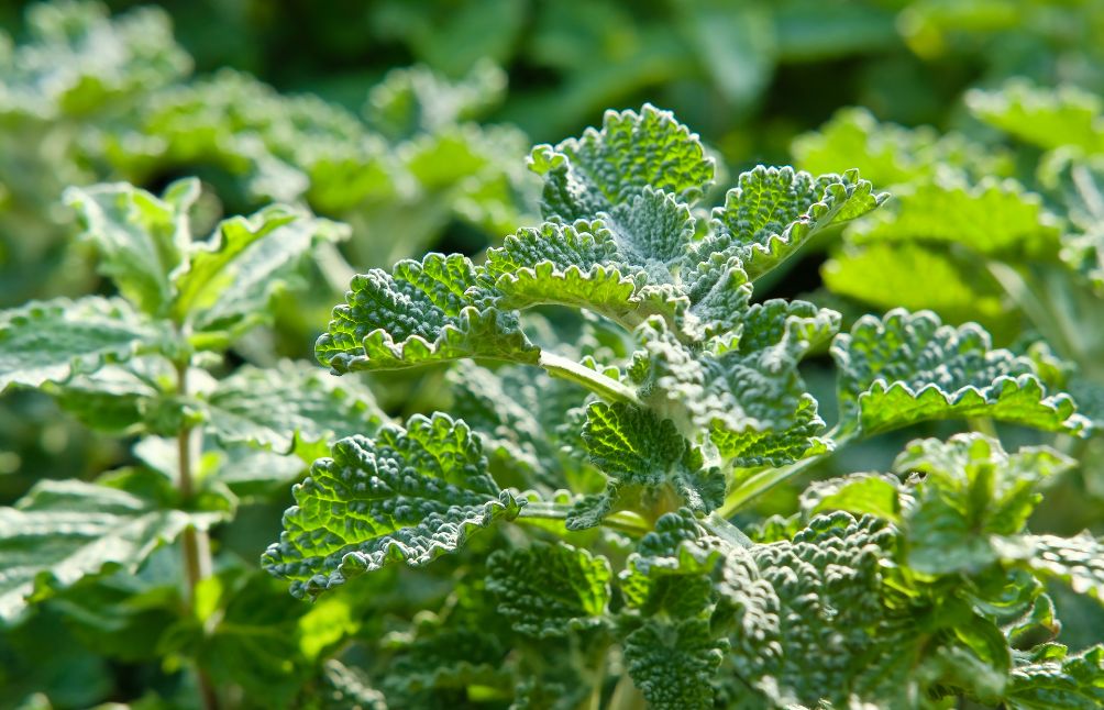 horehound-benefits