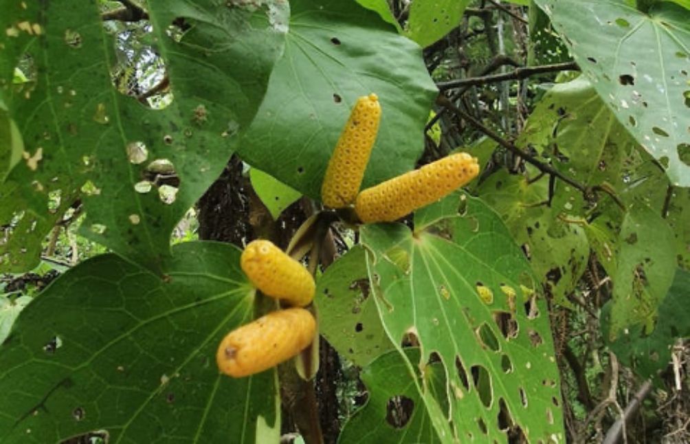 kawakawa-berries