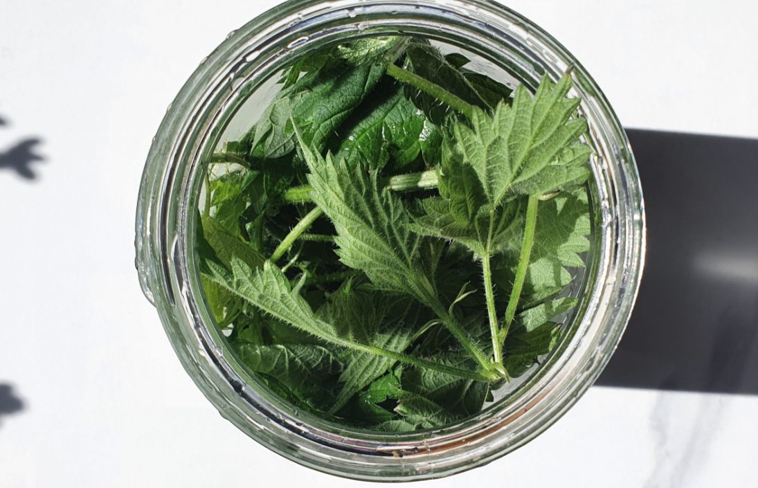 stinging-nettle-edible-new-zealand-plants