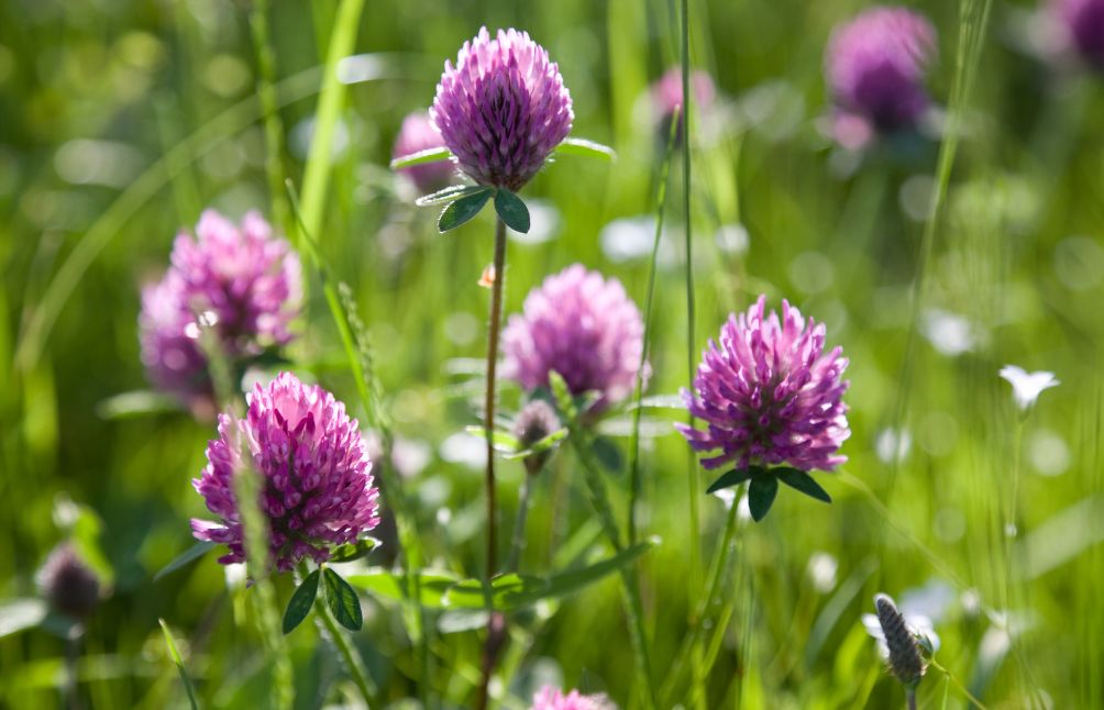 benefits-of-red-clover