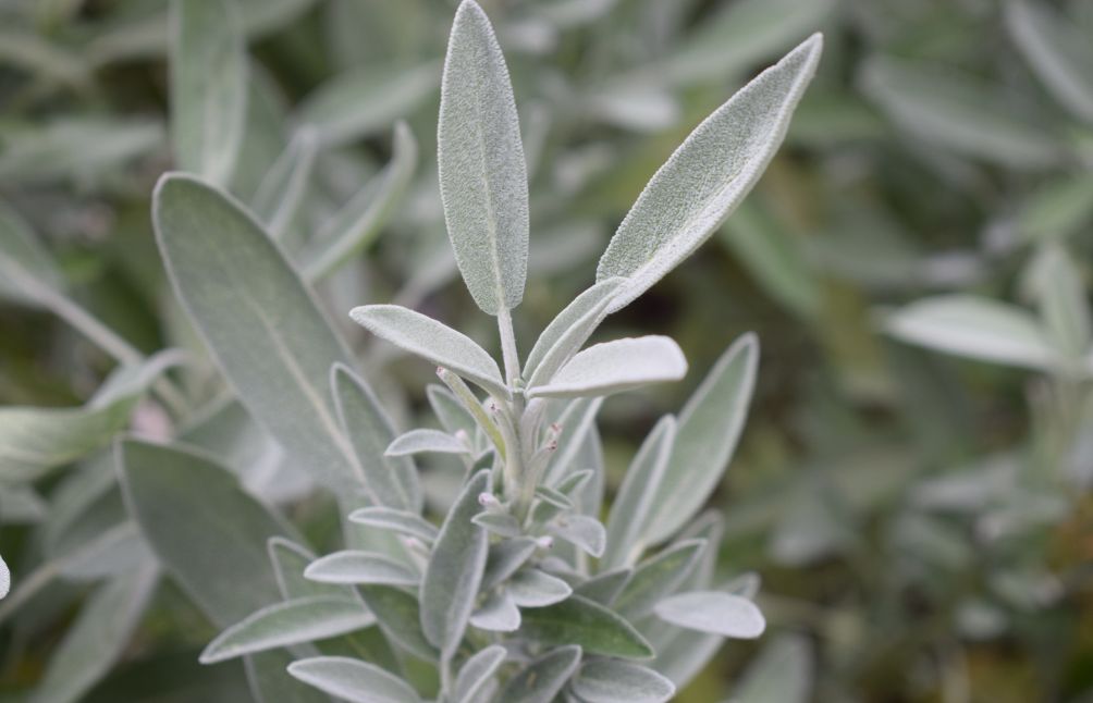 sage-for-perimenopause