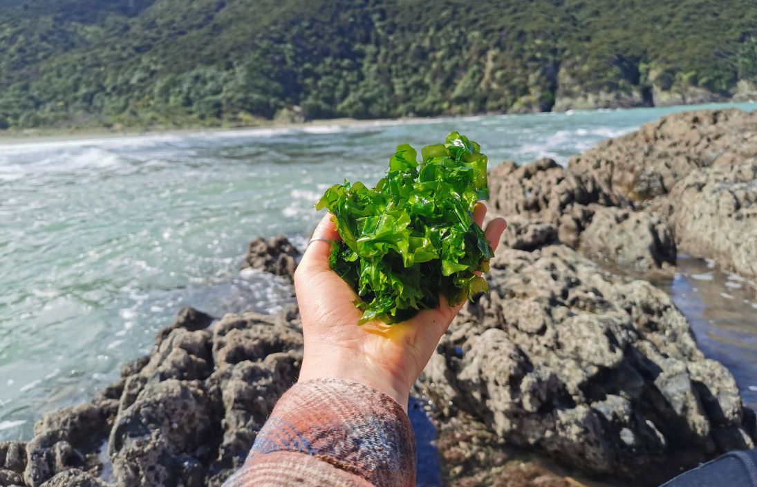 foraged-seaweed-new-zealand