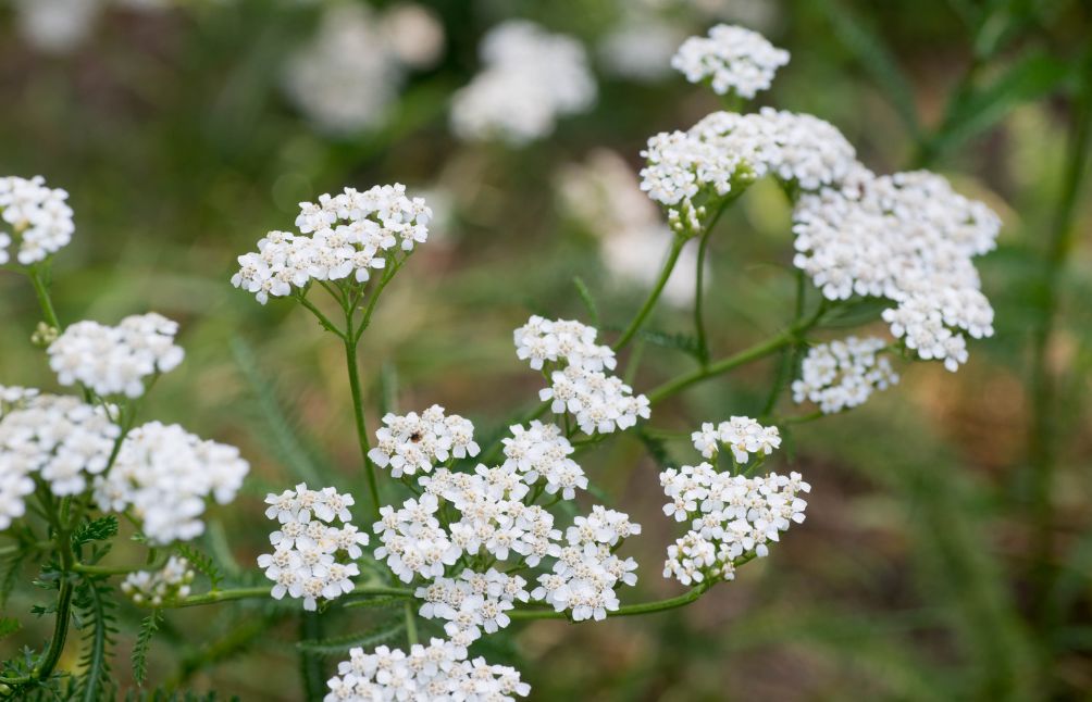 5 Handy Benefits Of Yarrow And How To Use It At Home – Wild Dispensary