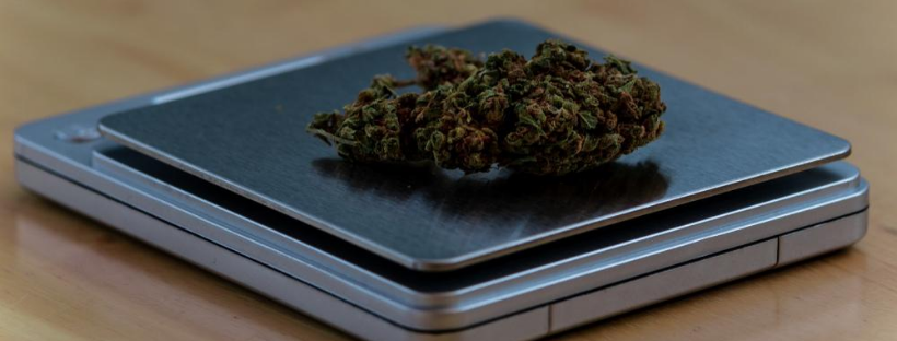 Properly Weighing Your Weed with a Scale