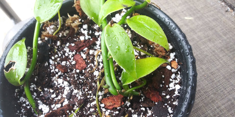 Growing vanilla