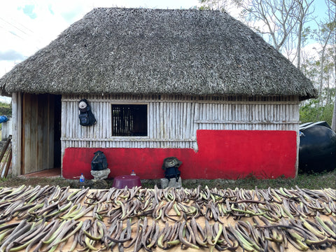 Vanilla beans drying