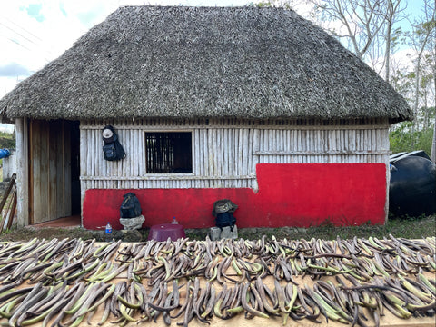 V.planifolia vainas de vainilla secándose en la granja en México