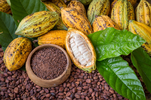 Cacao bean stages of harvesting