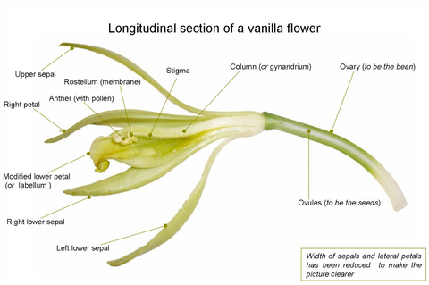 Diagram of a vanilla orchid