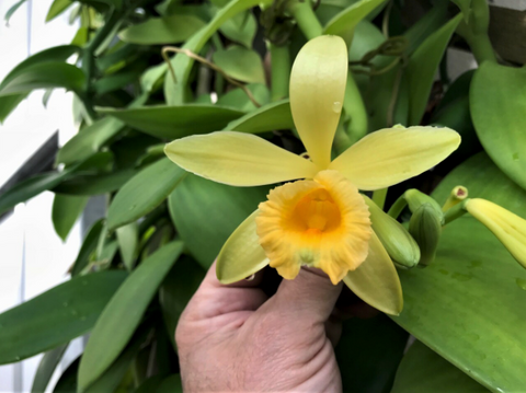 Orchidée Pompona Vanille