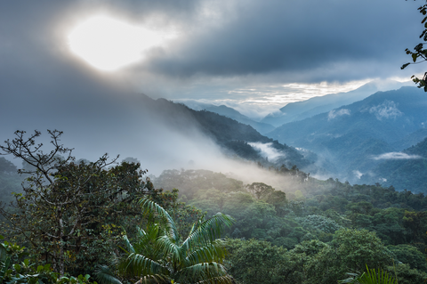 Saint Lucia Ecuador Rain Forrest