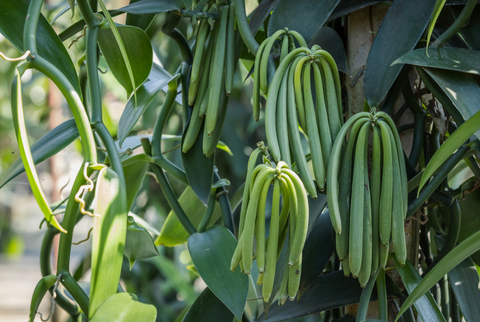 V. tahitensis vanilla beans growing on the vine.