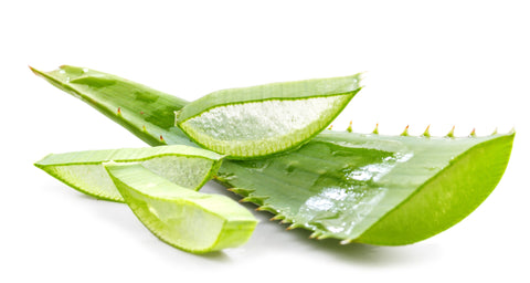 Aloe vera - cut leaves revealing aloe vera gel