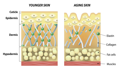 How Collagen Improves Your Skin (and what you can do to boost it)