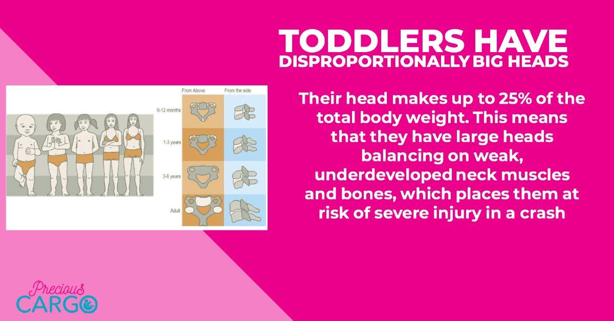 toddlers have disproportionally big heads which makes them vulnerable to injury in a crash