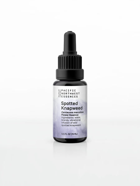 Spotted Knapweed Flower Essence Pacific Northwest Essences