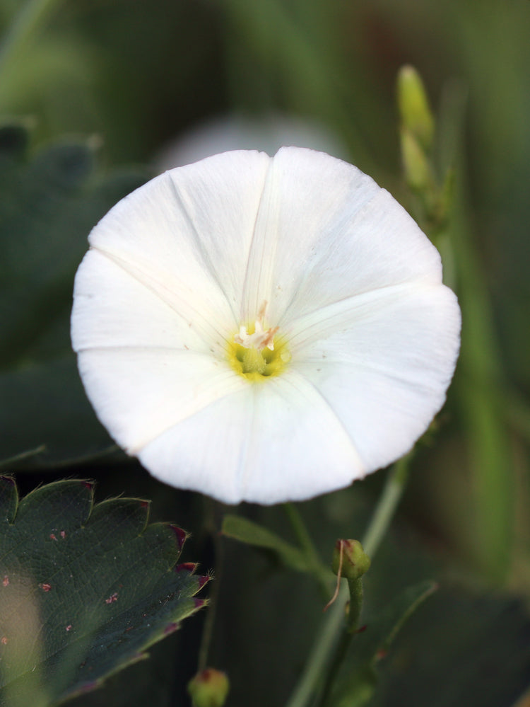 White Morning Glory Flower Essence – Pacific Northwest Essences
