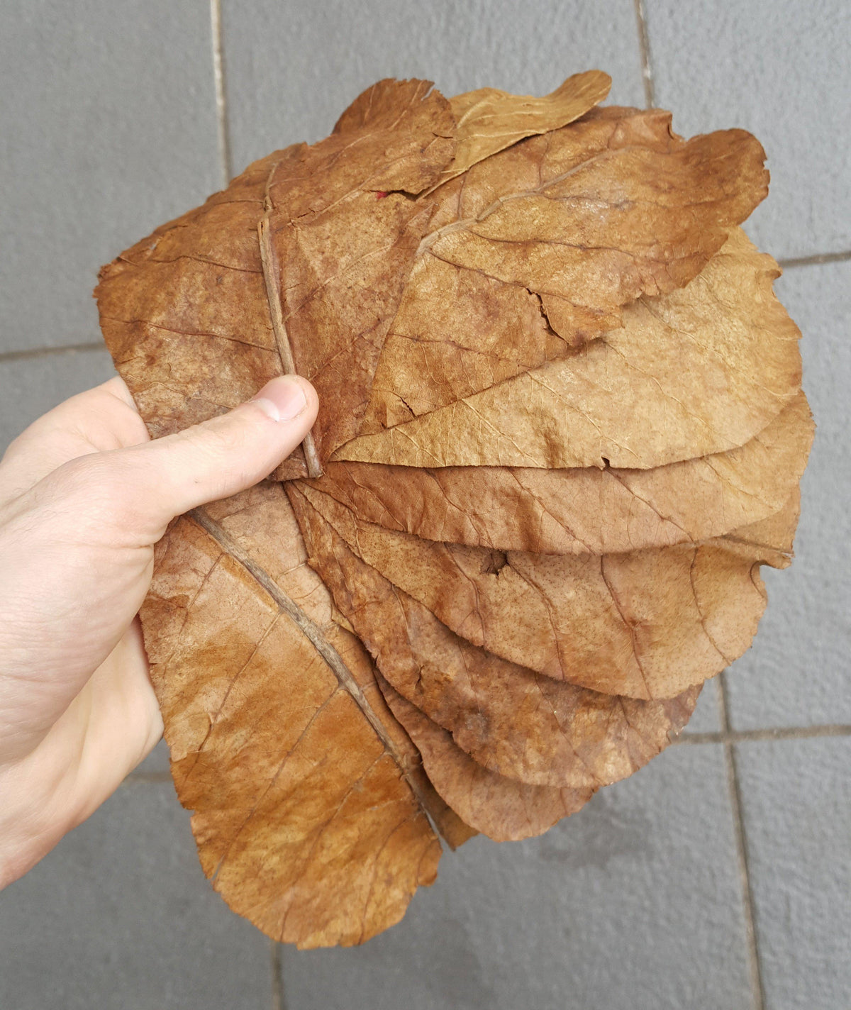 10x Indian Almond Leaves – Sydney Aquascapes