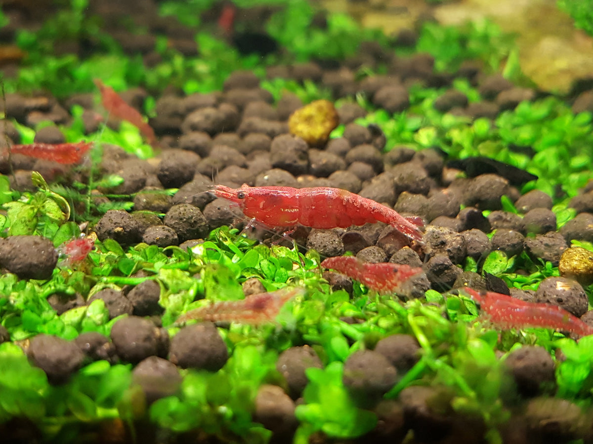 How To Breed Red Cherry Shrimp (Neocaridina Davidi) At Home – Aquarium ...