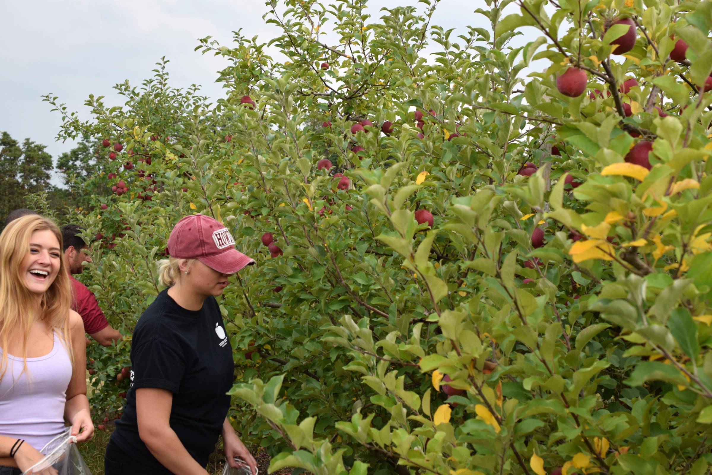 cherry picking