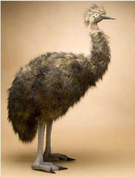 emu stuffed animal