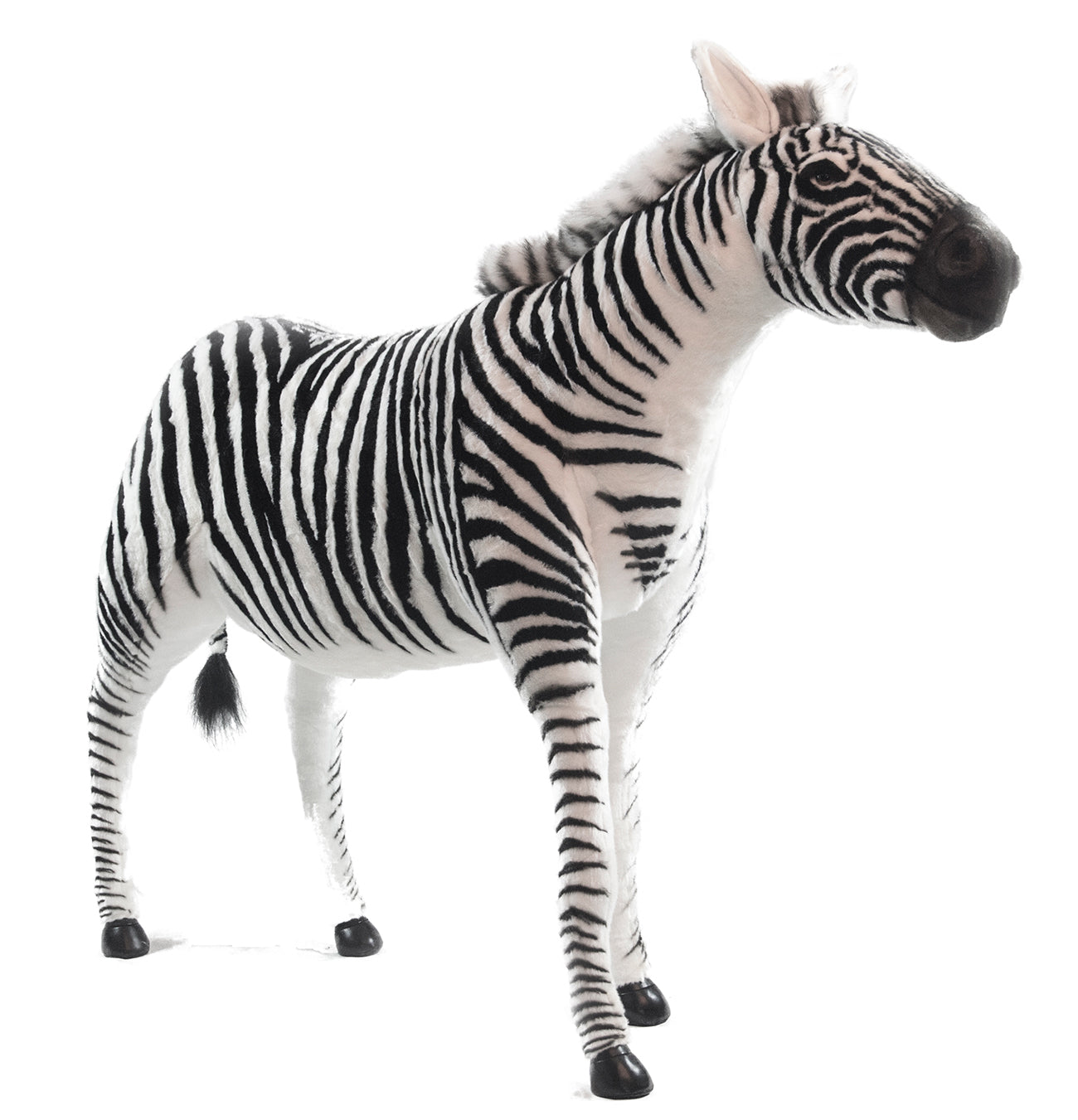 hansa zebra