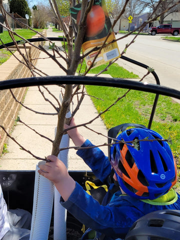 Apple tree in the preschool bunch bike