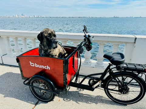 Very large mastiff in K9 Bunch Bike