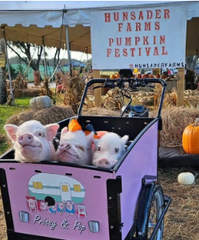 Piggies mini pigs in the pink K9 Bunch Bike
