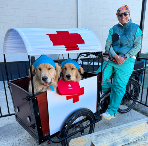 Two golden retrievers in K9 Bunch Bike with doctor costume