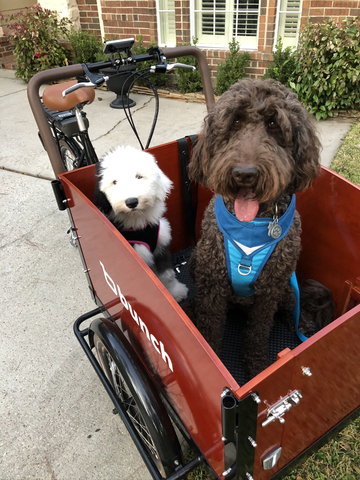Michelle's two younger dogs in their K9 Bunch Bike