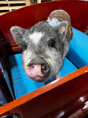 Mini pig in Bunch Bike