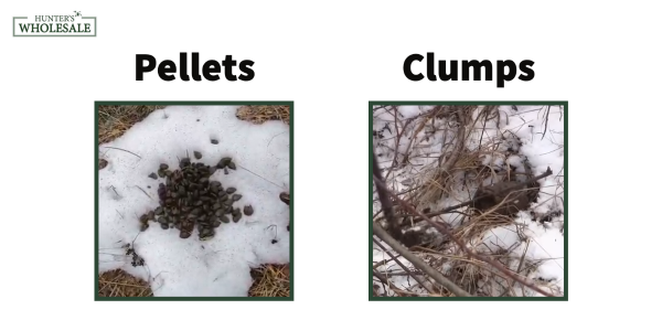 Deer Poop Picture - Pellets vs Clump