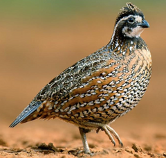 Quail