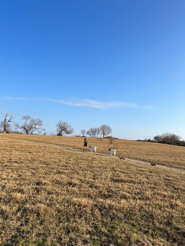 Dachshund puppiesfor sale boerne texas