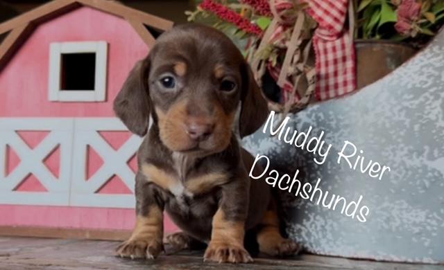 dapple dachshund long hair for sale