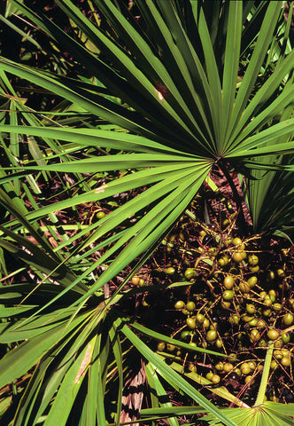 Photo from Forest Plants of the Southeast and Their Wildlife Uses by J.H. Miller and K.V. Miller, published by The University of Georgia Press in cooperation with the Southern Weed Science Society.