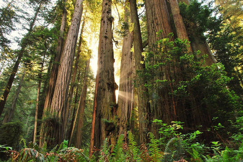 Old Growth vs. New Growth Lumber – Which Is Better?